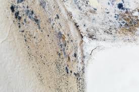 Why You Should Choose Our Mold Remediation Services in Matteson, IL